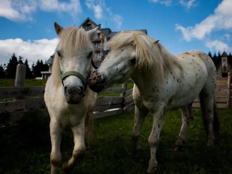 Jízda na koni ve Špindlerově Mlýně a okolí